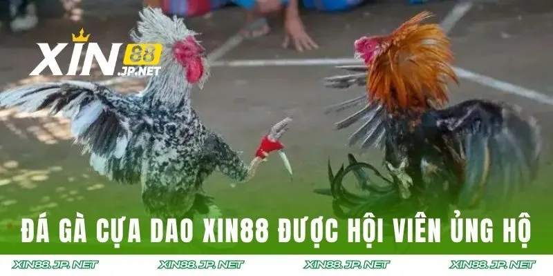 Đá gà cựa dao XIN88 được hội viên ủng hộ