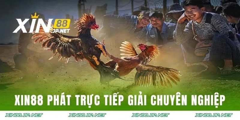 XIN88 phát trực tiếp các giải chọi kê chuyên nghiệp